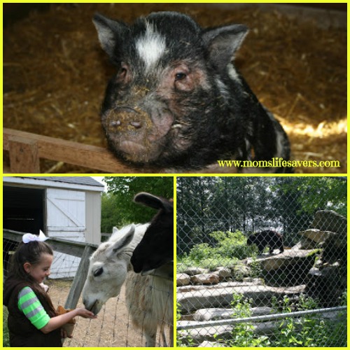 Charmingfare Farm Candia New Hampshire