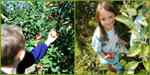 Apple Picking in New England