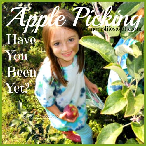 Apple Picking in New England