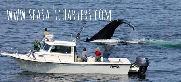 www.seasaltcharters.com