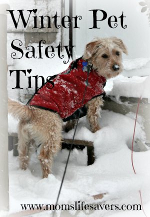 Pet Winter Safety Tips Mom's Lifesavers