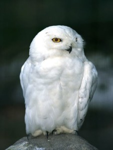 Snowy Owl image via National Geographic website.  