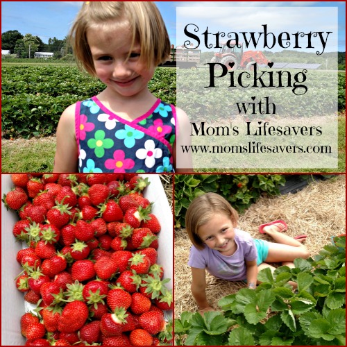 Strawberry Picking Mom's Lifesavers