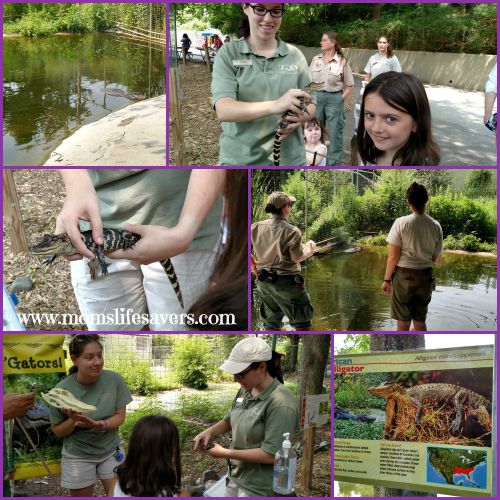 Stone Zoo #Zoofie Zoo New England 