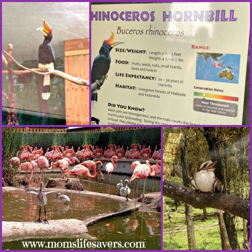 Stone Zoo #Zoofie Zoo New England