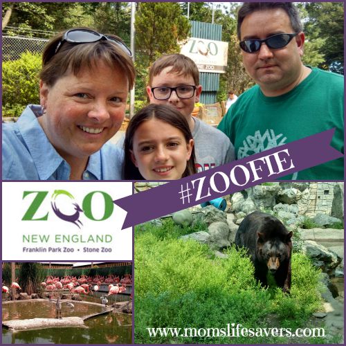 Stone Zoo #Zoofie Zoo New England 