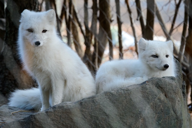 Zoo New England February Events Photo credit: Eric Kilby