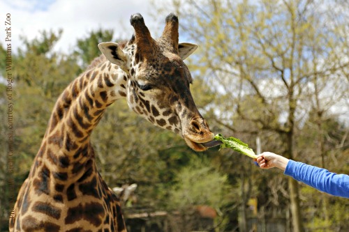 Giraffe feeding