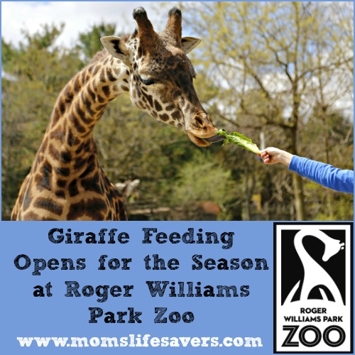 ML-GiraffeFeeding-Featured