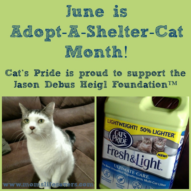 June-Adopt-Featured